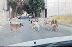 مرگ کودک در حمله سگهای ولگرد مرگ کودک در حمله سگهای ولگرد