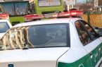 فرار پسر پس از قتل مادر فرار پسر پس از قتل مادر