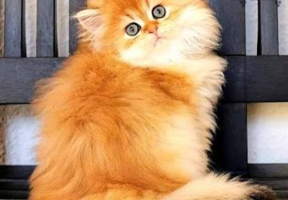هشدار عجیب پژوهشگران درباره گربه های خانگی هشدار عجیب پژوهشگران درباره گربه های خانگی