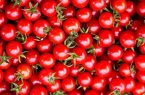 راز گوجهفرنگی برای نجات کبد فاش شد